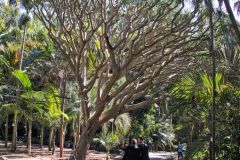 View in the Royal Botanical Garden Sydney, Australia