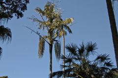 View in the Royal Botanical Garden Sydney, Australia