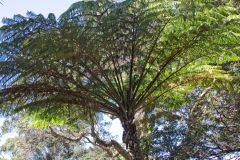 View in the Royal Botanical Garden Sydney, Australia