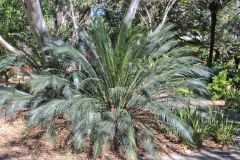View in the Royal Botanical Garden Sydney, Australia