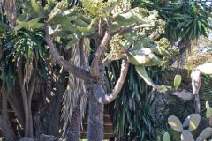 View in the Royal Botanical Garden Sydney, Australia