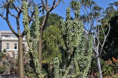 View in the Royal Botanical Garden Sydney, Australia