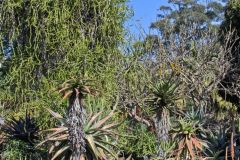 View in the Royal Botanical Garden Sydney, Australia