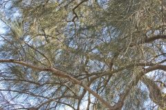 View in the Royal Botanical Garden Sydney, Australia