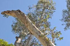 View in the Royal Botanical Garden Sydney, Australia