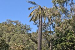 View in the Royal Botanical Garden Sydney, Australia