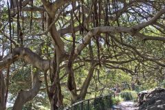View in the Royal Botanical Garden Sydney, Australia