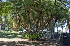 View in the Royal Botanical Garden Sydney, Australia