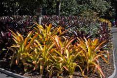 View in the Royal Botanical Garden Sydney, Australia