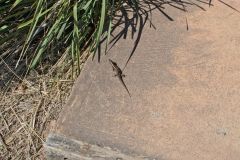 Scenery on a walk from Bondi Beach to Cape Banks in Winter in Sydney, Australia