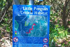 Little Penguin Critical Habitat at Collins Flat Beach in Sydney, Australia