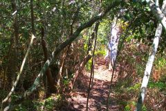 View on a hike at the North Cape near Manly in Sydney, Australia