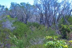 View on a hike at the North Cape near Manly in Sydney, Australia