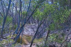 View on a hike at the North Cape near Manly in Sydney, Australia