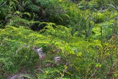 View on a hike at the North Cape near Manly in Sydney, Australia