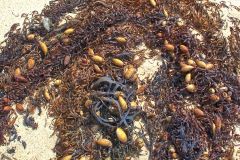 At Garie Beach in the Royal National Park south of Sydney, Australia