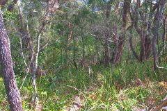 View of a short hike through the Royal National Park south of Sydney, Australia