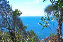 View of a short hike through the Royal National Park south of Sydney, Australia