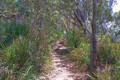View of a short hike through the Royal National Park south of Sydney, Australia
