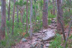 View of a short hike through the Royal National Park south of Sydney, Australia