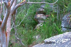 View of a short hike through the Royal National Park south of Sydney, Australia
