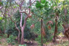 View of a short hike through the Royal National Park south of Sydney, Australia