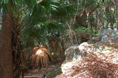 View of a short hike through the Royal National Park south of Sydney, Australia