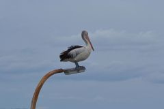 A bird at Wollongong, New South Wales, Australia