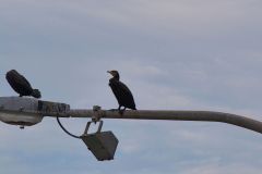 A bird at Wollongong, New South Wales, Australia