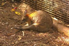 Kangaroos at the Featherdale Wildlife Park in Blacktown near Sydney, Australia