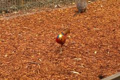 An unknown bird at the Featherdale Wildlife Park in Blacktown near Sydney, Australia