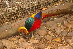 An unknown bird at the Featherdale Wildlife Park in Blacktown near Sydney, Australia