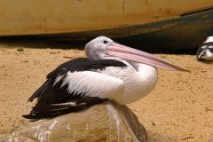 An unknown bird at the Featherdale Wildlife Park in Blacktown near Sydney, Australia