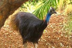 A Cassowary at the Featherdale Wildlife Park in Blacktown near Sydney, Australia