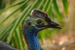 A Cassowary at the Featherdale Wildlife Park in Blacktown near Sydney, Australia