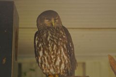 An Owl at the Featherdale Wildlife Park in Blacktown near Sydney, Australia
