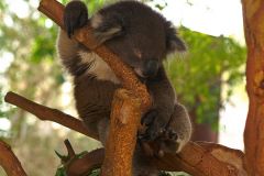 A Koala at the Featherdale Wildlife Park in Blacktown near Sydney, Australia