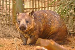 A wombat at the Featherdale Wildlife Park in Blacktown near Sydney, Australia