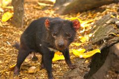 A Tasmanian Devil at the Featherdale Wildlife Park in Blacktown near Sydney, Australia