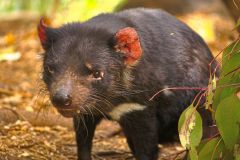 A Tasmanian Devil at the Featherdale Wildlife Park in Blacktown near Sydney, Australia