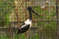 A unknown bird at the Featherdale Wildlife Park in Blacktown near Sydney, Australia