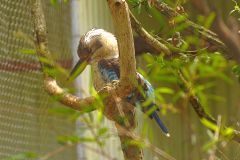 A unknown bird at the Featherdale Wildlife Park in Blacktown near Sydney, Australia