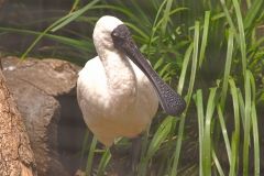 A unknown bird at the Featherdale Wildlife Park in Blacktown near Sydney, Australia