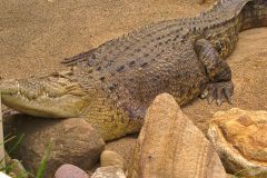 A Crocodile at the Featherdale Wildlife Park in Blacktown near Sydney, Australia