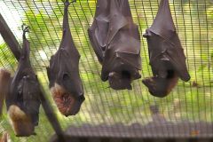 Bats at the Featherdale Wildlife Park in Blacktown near Sydney, Australia