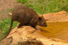 A Quokka at the Featherdale Wildlife Park in Blacktown near Sydney, Australia