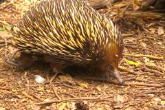 An Echidna at the Featherdale Wildlife Park in Blacktown near Sydney, Australia