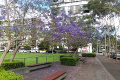 Flowering Jacaranda in spring in Sydney, Australia
