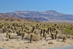 Landscape in the Joshua Tree National Park, California, USA