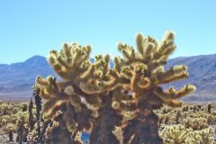 Landscape in the Joshua Tree National Park, California, USA